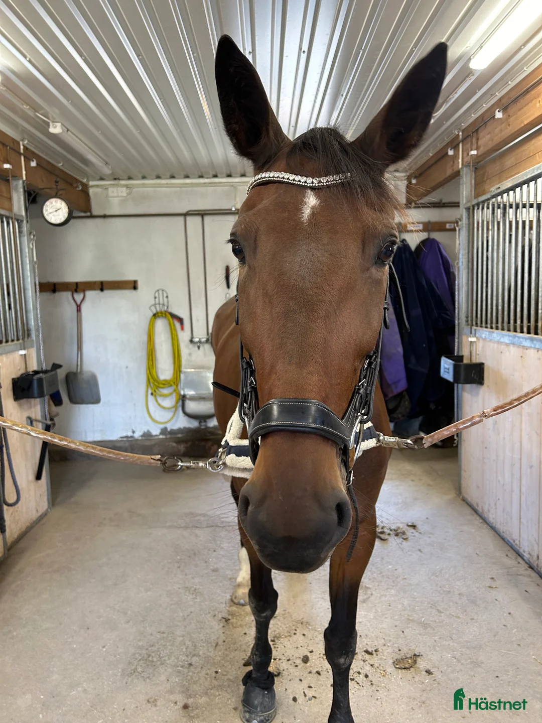 Allround hästar till salu: Trevligt sto till ridning - Annons 2