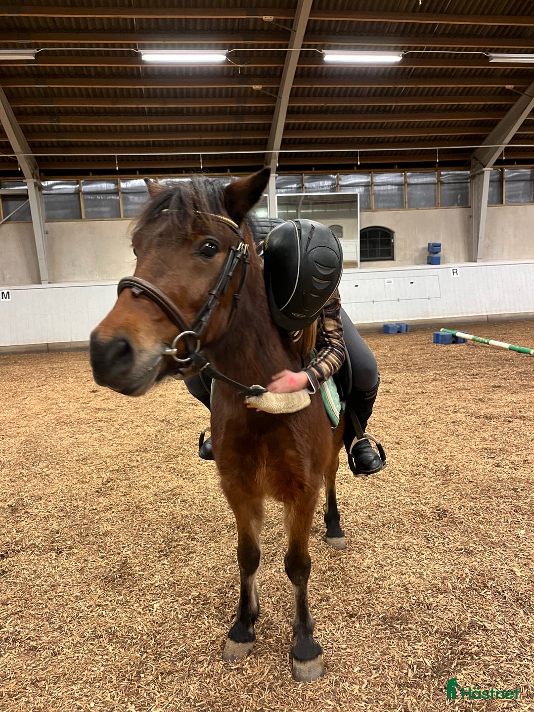  medryttarhäst sökes: Medryttarhäst sökes! - Annons 1
