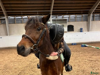 medryttarhäst sökes: Medryttarhäst sökes! - Annons 7