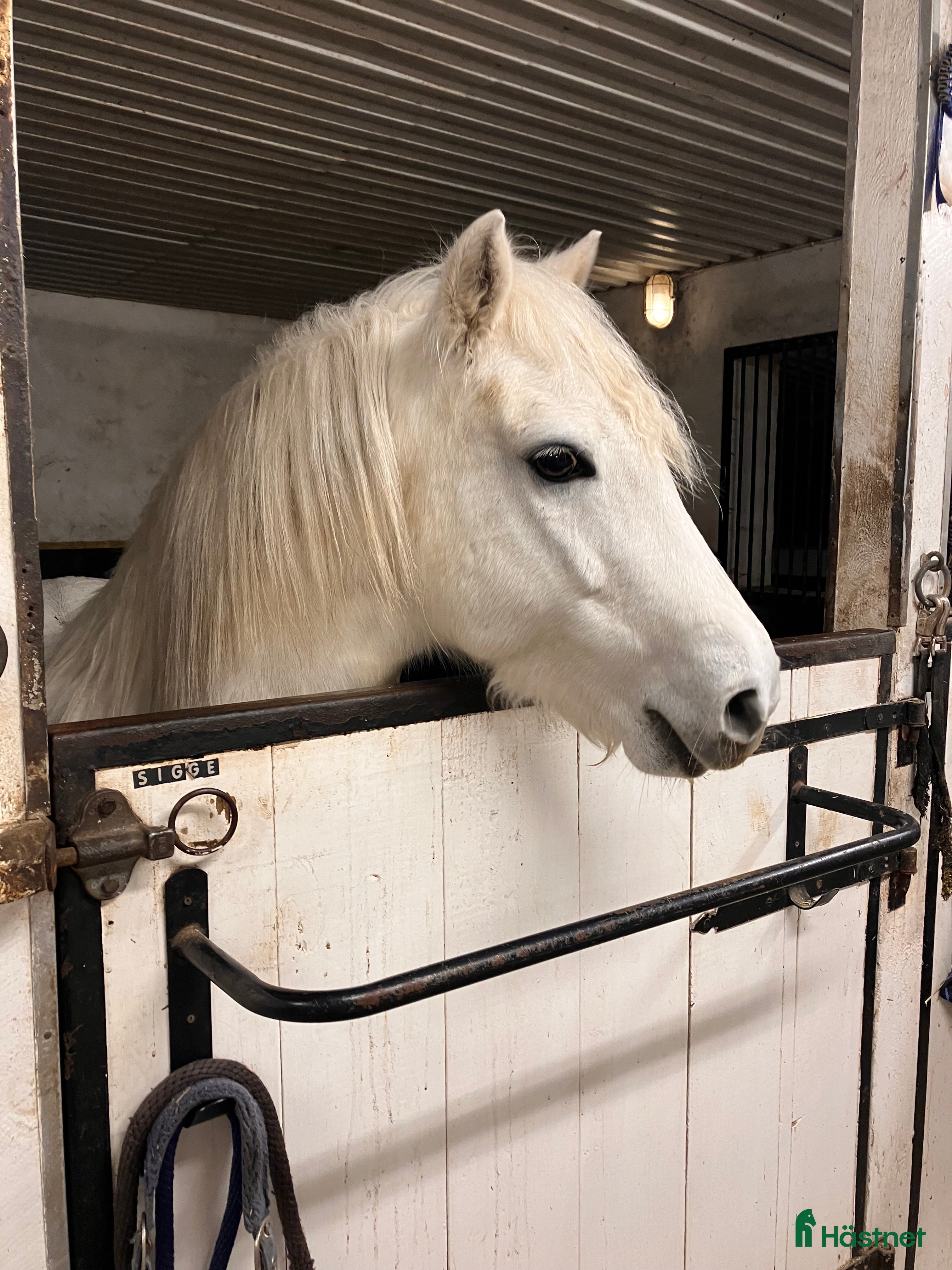  hästar Gullig ponny - Annons 5