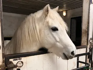 hästar Gullig ponny - Annons 5