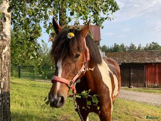 hästar Anna lever upp till uttrycket ”bombsäker”. - Annons 5