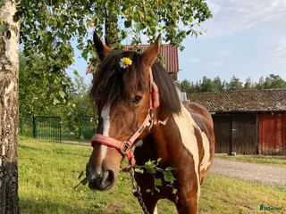 hästar Anna lever upp till uttrycket ”bombsäker”. - Annons 16