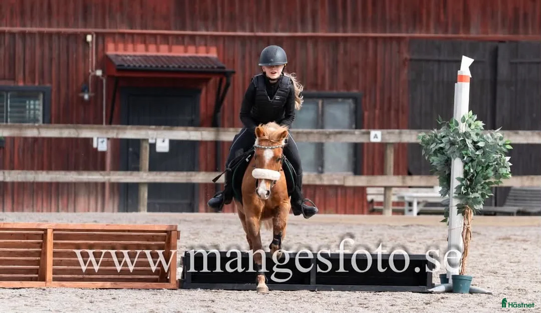 Allround hästar till salu: Snäll,mild,söt! 🎀 B ponny valack 🎀 - Annons 24