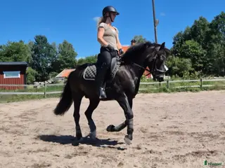 hästar Fin dressyrponny - Annons 3