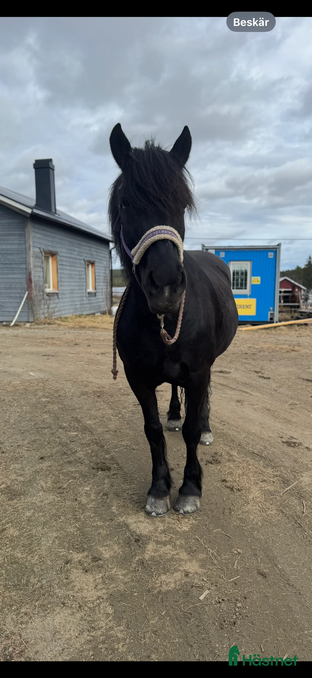 Allround hästar till salu: Vacker underbart kallblodsto i Lycksele - Annons 6