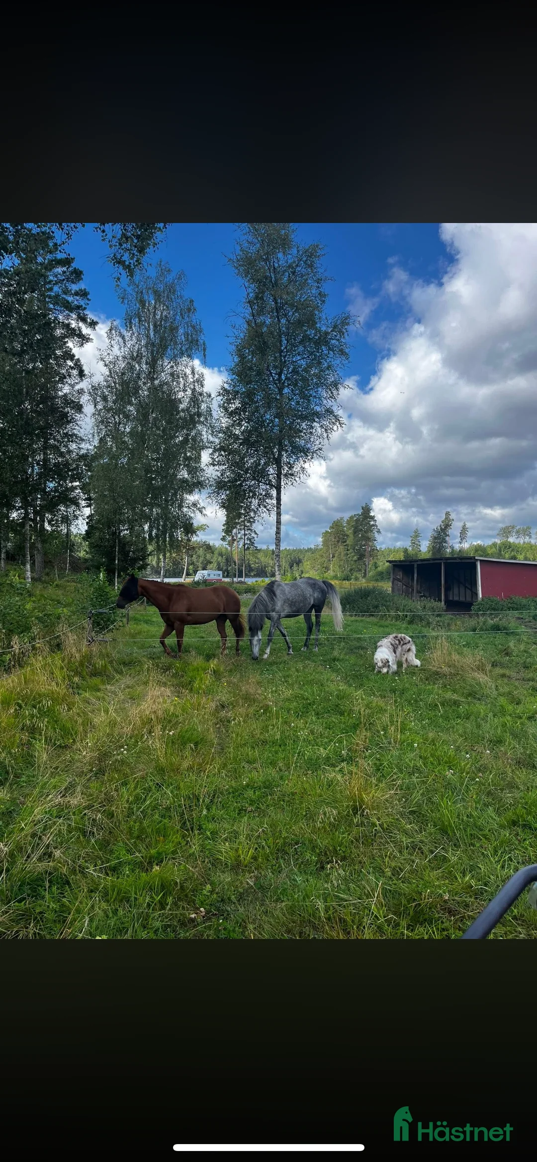  stallplats finnes: Sommarbete/rehab/unghästar mm i Ärla - Annons 4