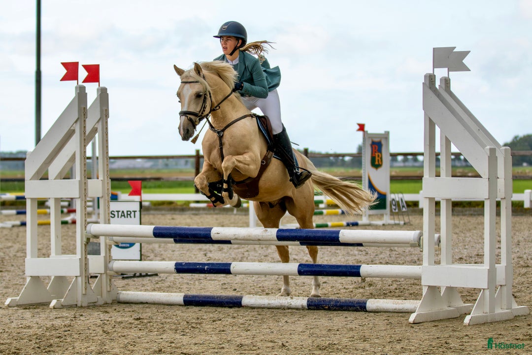 Hoppning hästar till salu: Supercool allroundponny  i Undrom - Annons 1