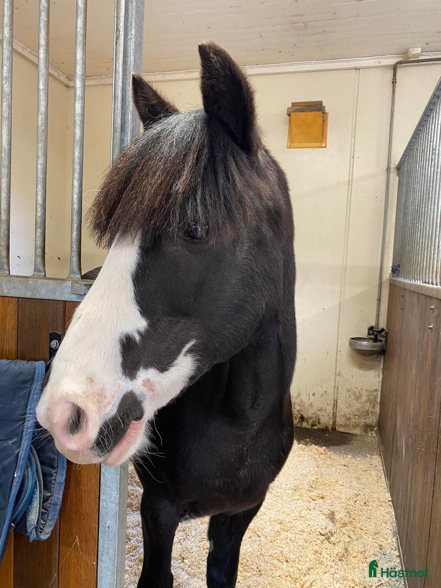  hästar En riktig bästa kompis.  i Hedemora - Annons 1