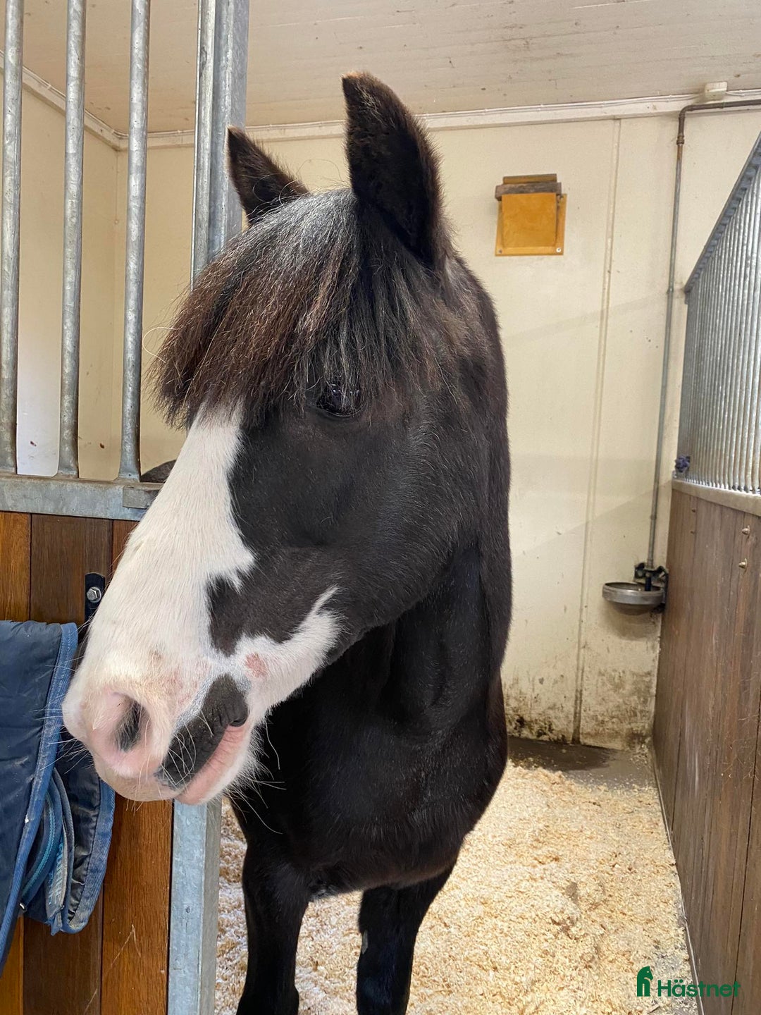 Allround hästar till salu: En riktig bästa kompis.  i Hedemora - Annons 1