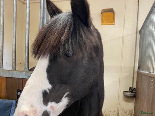 hästar En riktig bästa kompis. i Hedemora - Annons 8