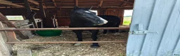  foderhäst sökes: Liten storhäst eller d-ponny på foder i Björketorp - Annons 4