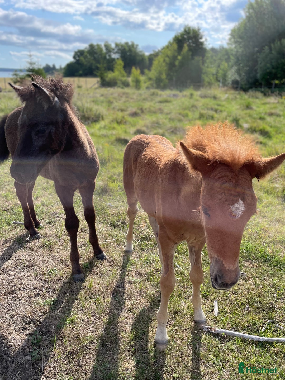  foderhäst sökes: Fodervärden/medryttare  - Annons 5