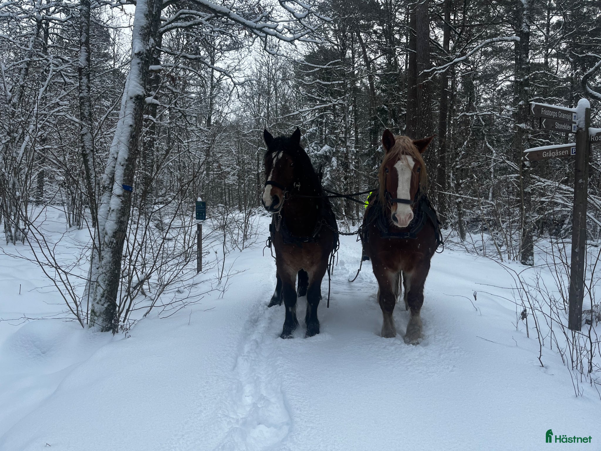  hästar Ardenner hingst projekt häst  - Annons 1