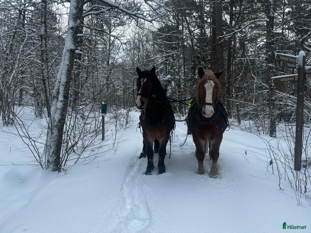 Utställning hästar till salu: Ardenner hingst projekt häst  i Sjuntorp - Annons 1