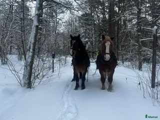 hästar Ardenner hingst projekt häst - Annons 13