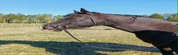 Allround hästar till salu: Snygg och trevlig valack i Herrljunga - Annons 2
