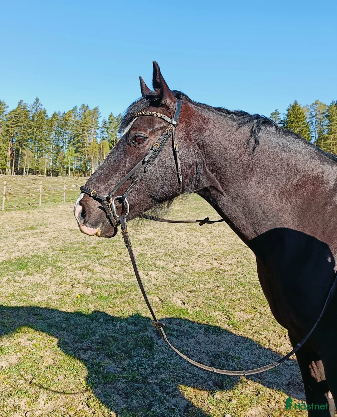 Allround hästar till salu: Snygg och trevlig valack i Herrljunga - Annons 2