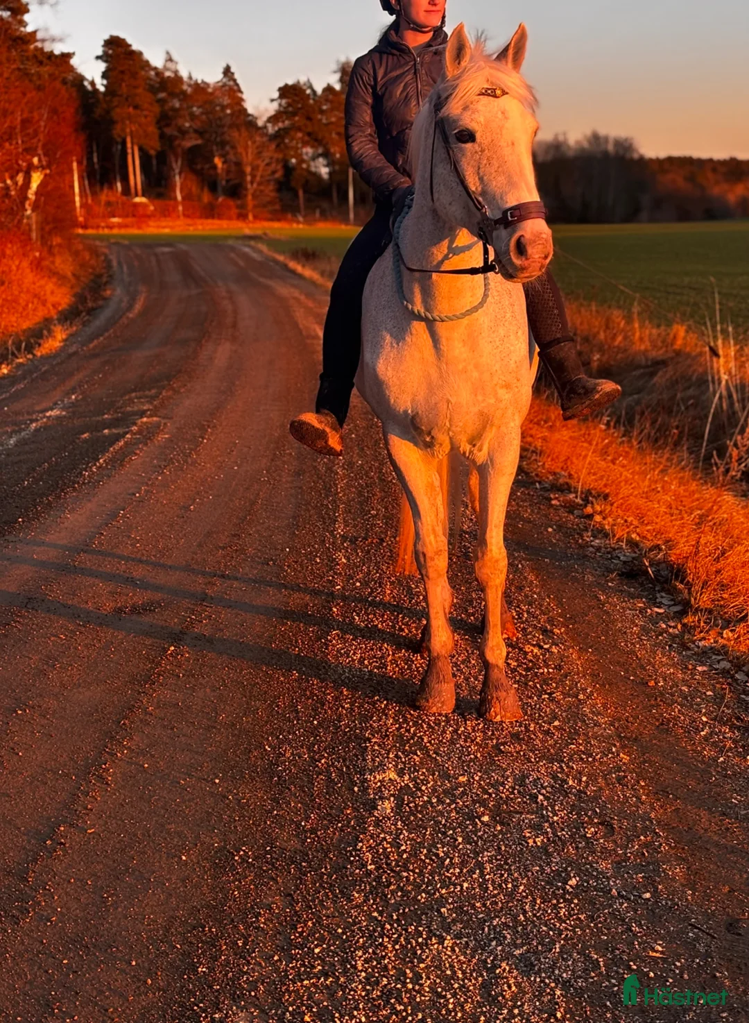  foderhäst finnes: Söker fodervärd  - Annons 1