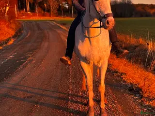 foderhäst Söker fodervärd - Annons 1