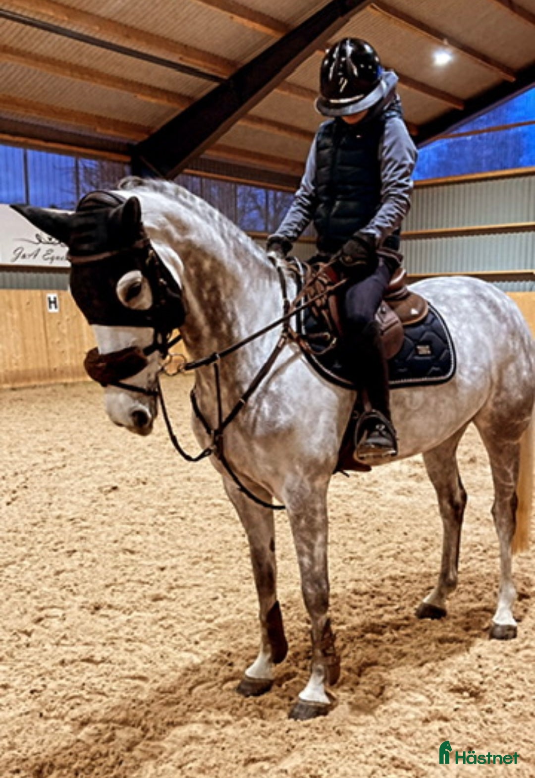 Hoppning hästar till salu: Fint sto e. Corporal VDL x Camaro M - Annons 2