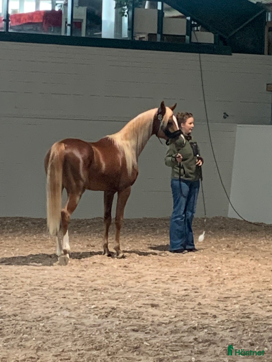 Allround hästar till salu: Söker samarbete till Arabhingst i Skillingsfors - Annons 2