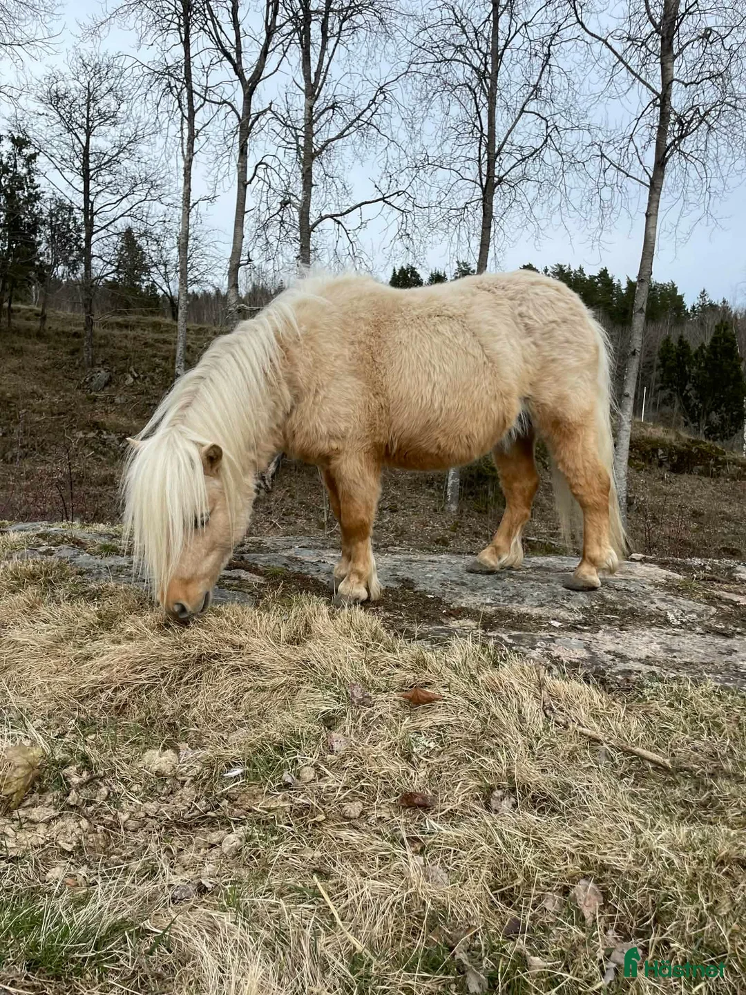 Övrigt hästar till salu: Trevlig Minihingst söker nytt hem - Annons 2