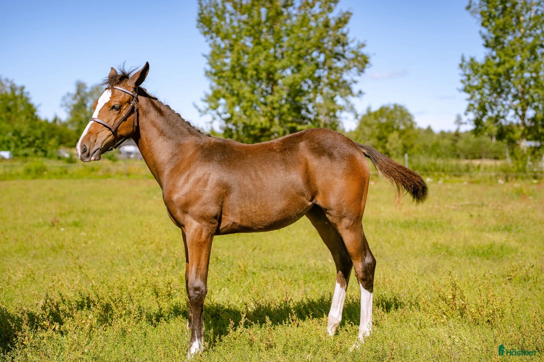 Hoppning hästar till salu: Stoföl e. Janeiro de Bieville i Örebro - Annons 6