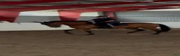 Dressyr hästar till salu: Maffig PRE i Vallda - Annons 3