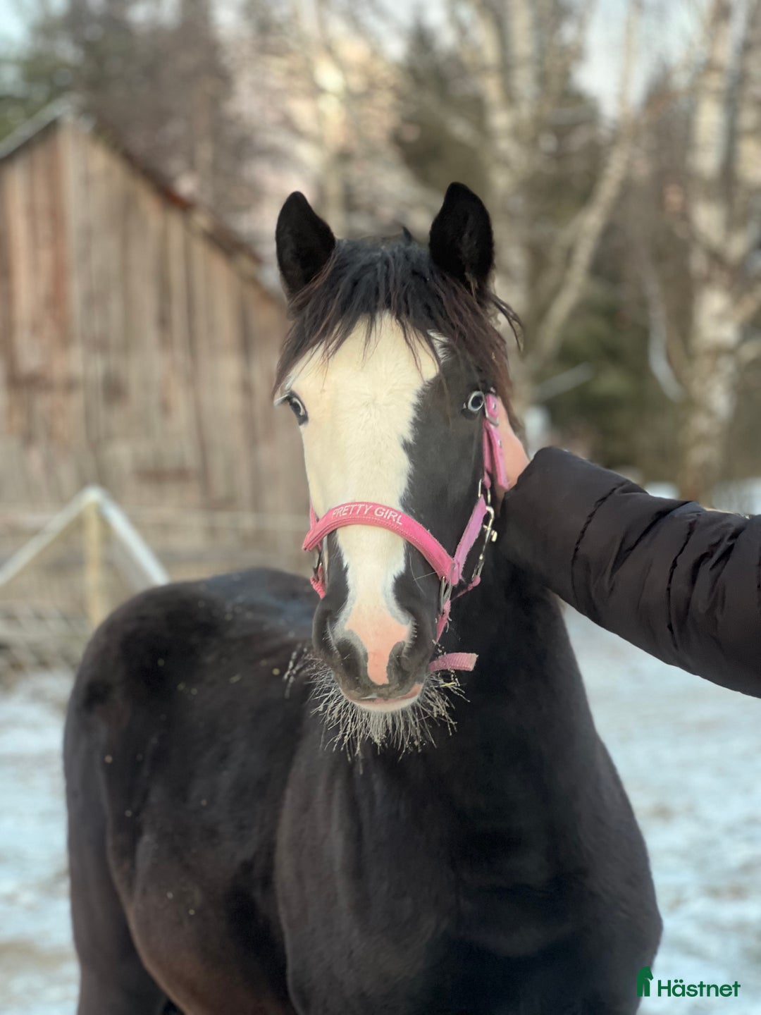 Trav hästar till salu: Kolla hit!!  - Annons 3