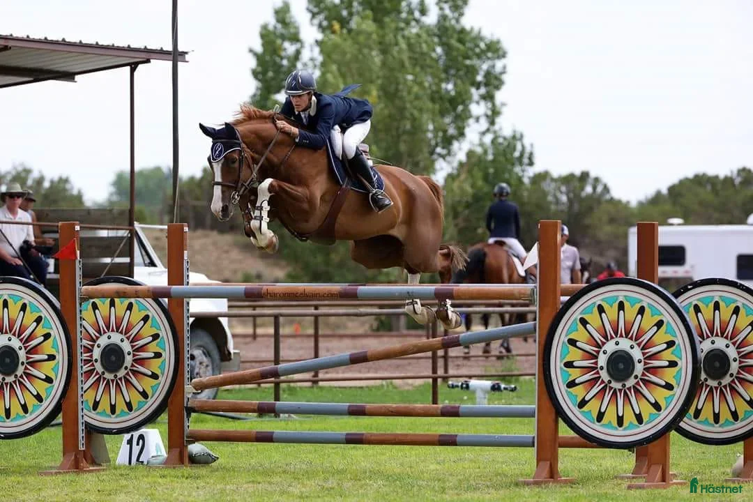 Hoppning hästar till salu: Svårklassämne till satsande ryttare  i Södertälje - Annons 3
