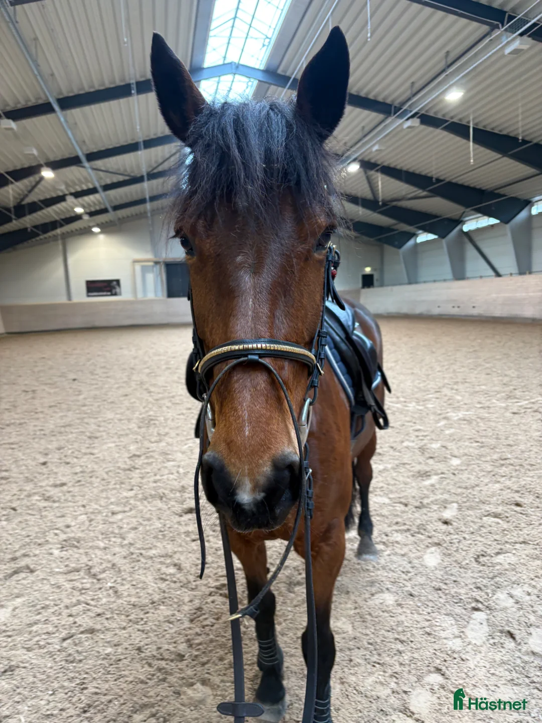  hästjobb finnes: Stalljobb SÖKES i Märsta - Annons 1