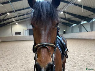 hästjobb Stalljobb SÖKES - Annons 6