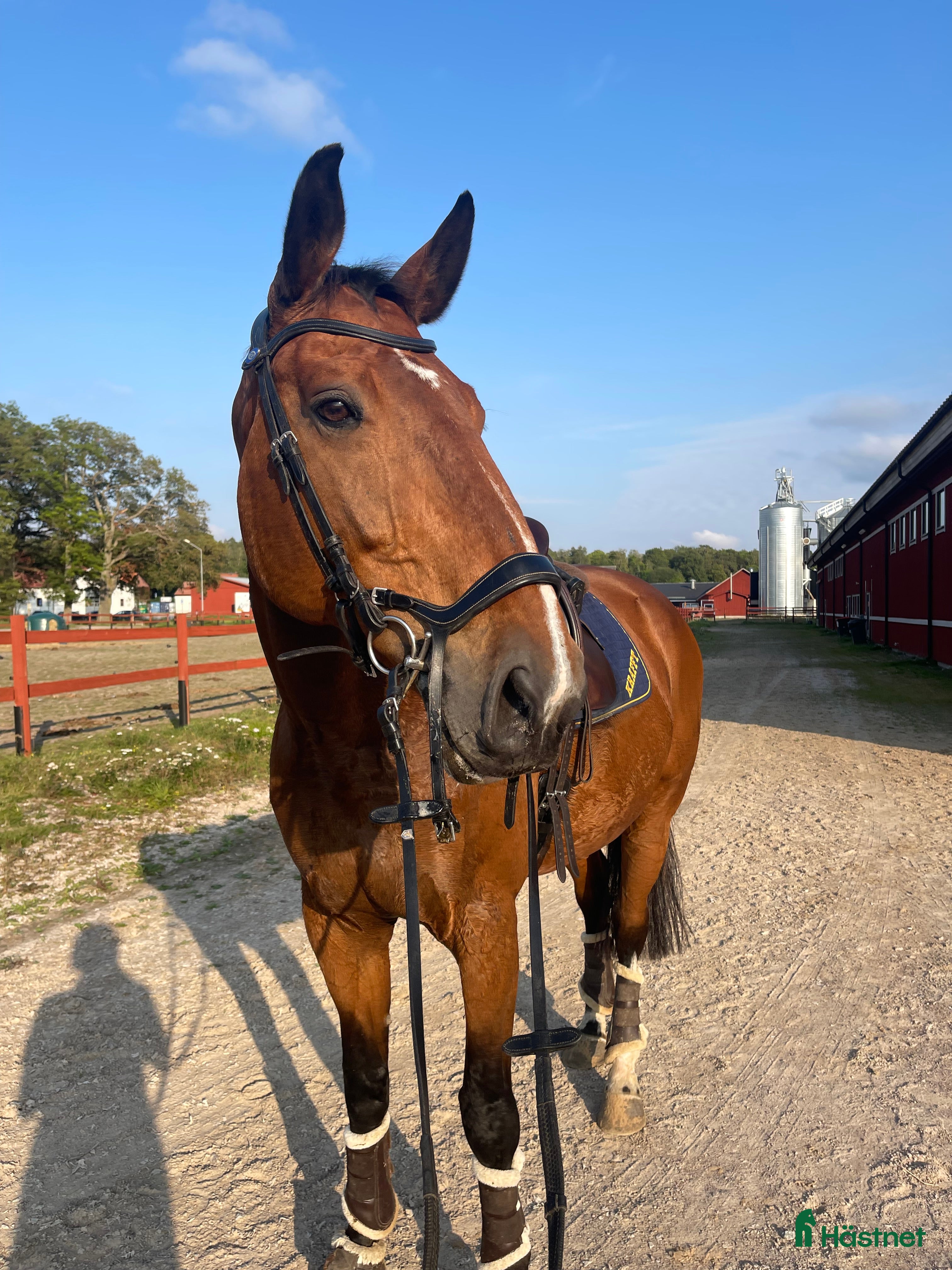  hästar Världens tryggaste läromästare  i Östhammar - Annons 20