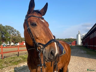 hästar Världens tryggaste läromästare i Östhammar - Annons 10