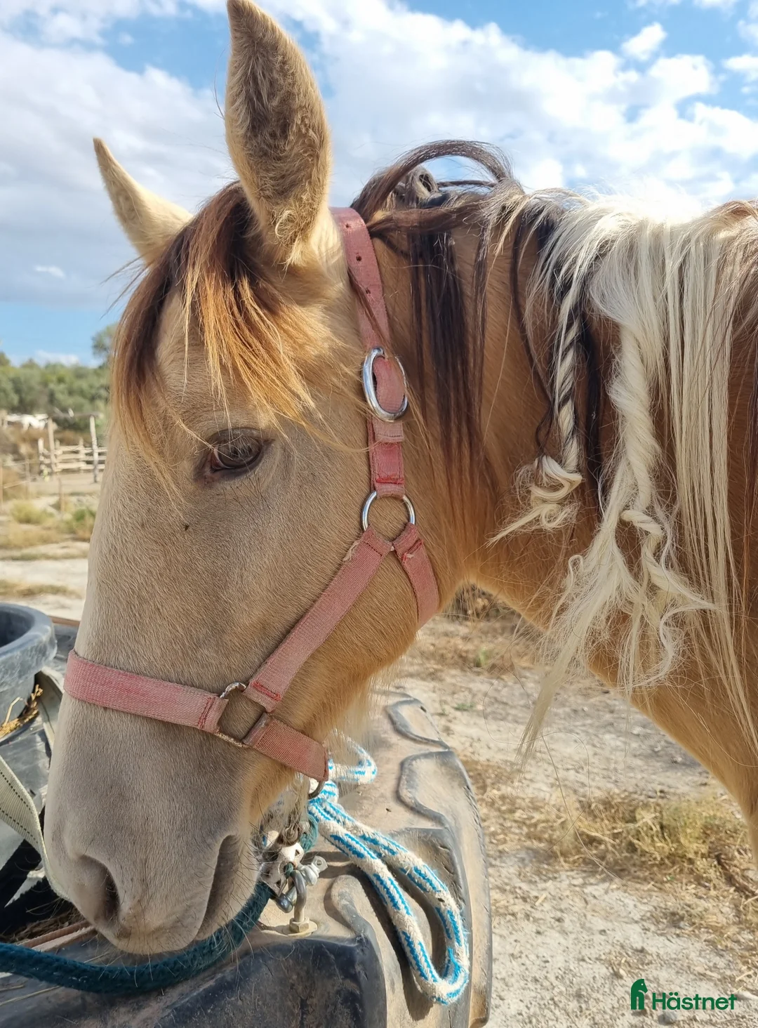 Allround hästar till salu: Appaloosa - Pinto  i Slöinge - Annons 2