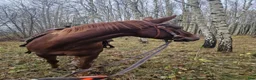 Western hästar till salu: ⭐️Intressekoll ⭐️ Willie  - Annons 3