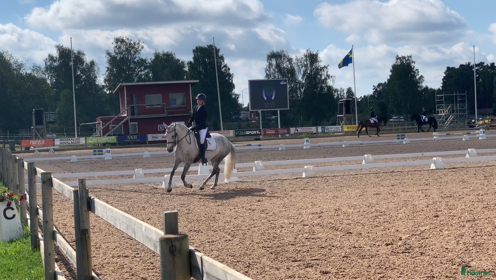  hästar Vacker skimmel söker nytt hem - Annons 10