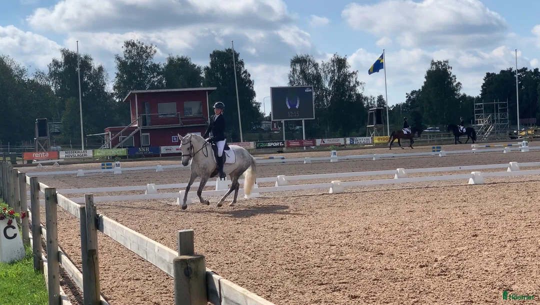 Allround hästar till salu: Vacker skimmel söker nytt hem - Annons 1