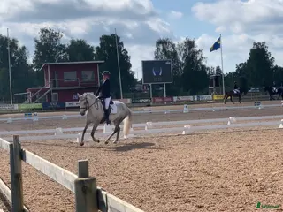 hästar Vacker skimmel söker nytt hem - Annons 10