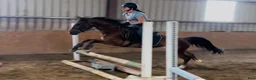 Allround hästar till salu: Kind and easy D pony - Annons 1