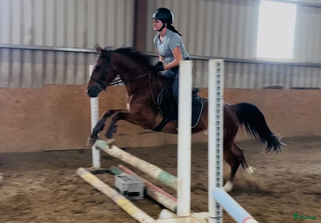 Allround hästar till salu: Kind and easy D pony - Annons 1