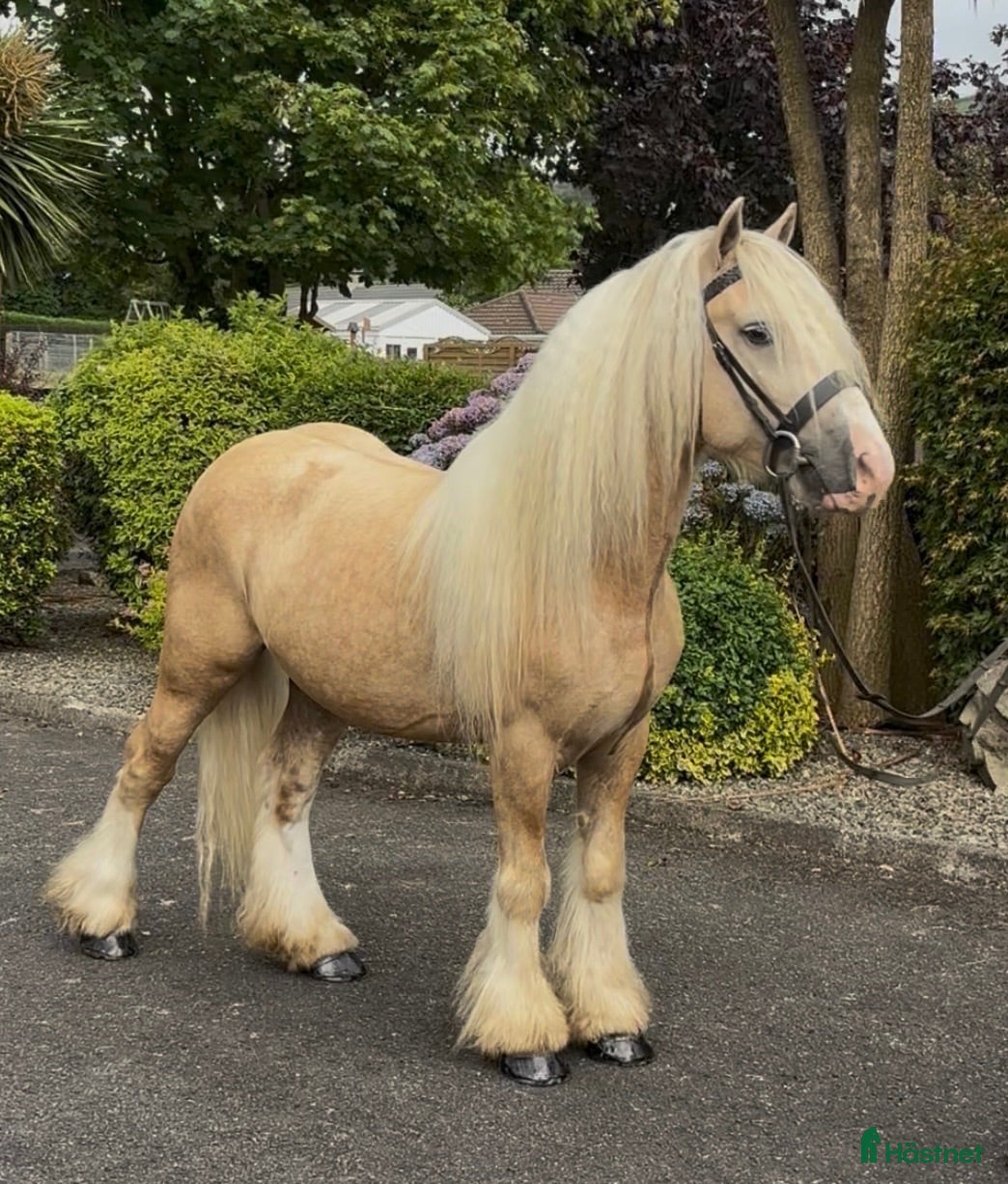  hästar Stunning Irish Cob - Annons 1