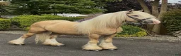 Allround hästar till salu: Stunning Irish Cob - Annons 1