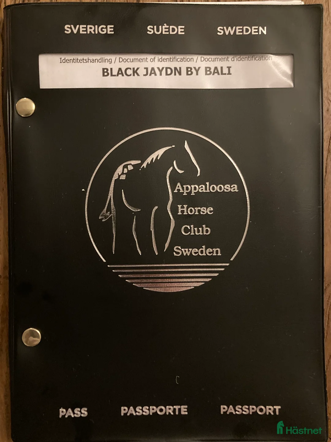 Allround hästar till salu: Appaloosa hingstföl i Fågelmara - Annons 8