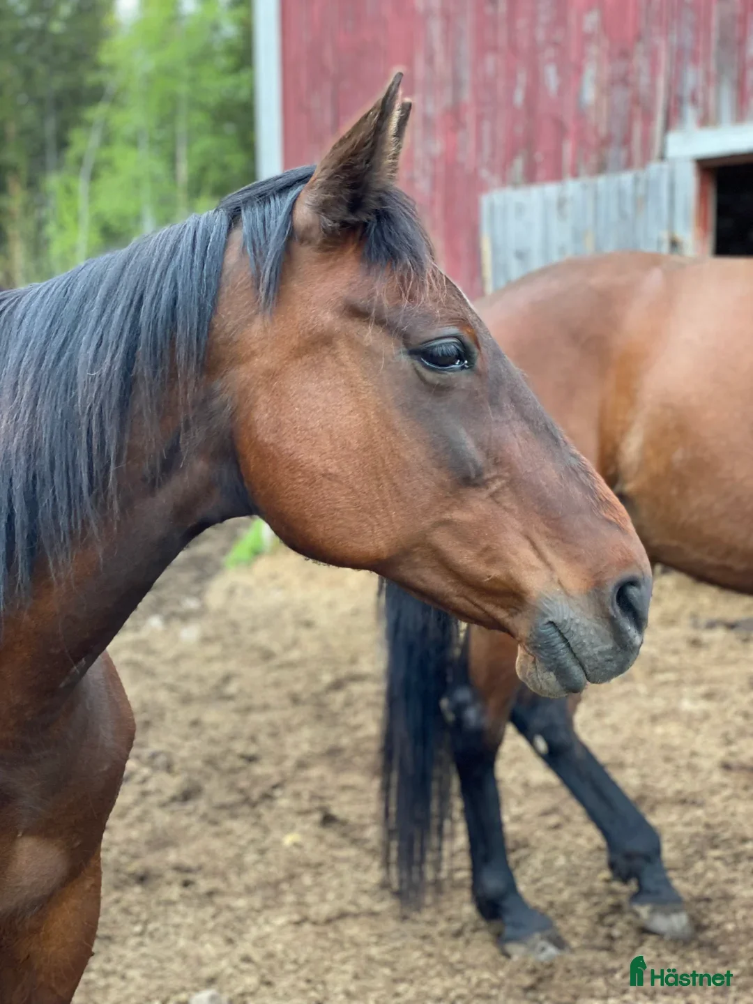 Övrigt hästar till salu: 2st underbara travare till sällskap alt skogsmulle - Annons 5
