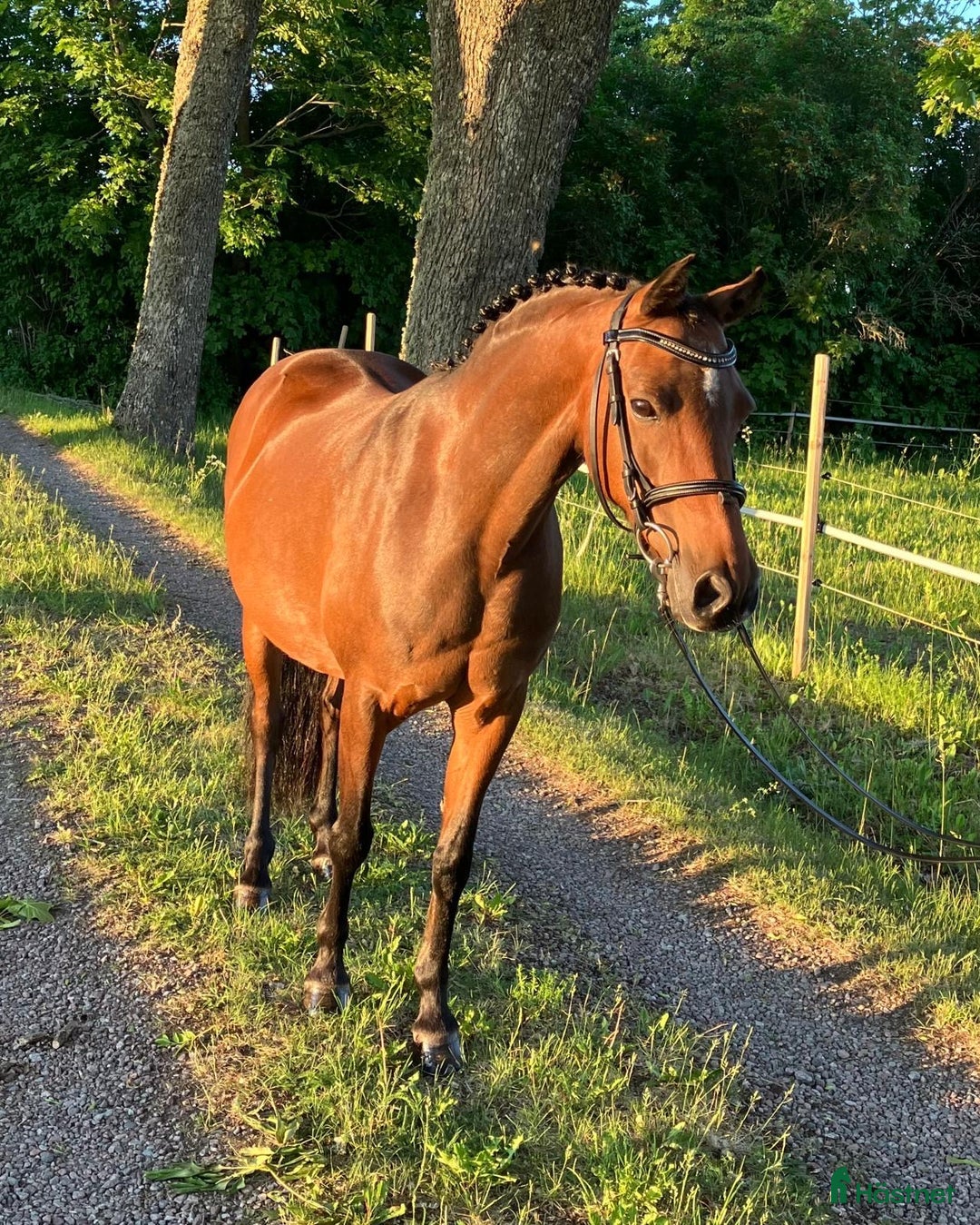 Allround hästar till salu: Fantastisk läromästare  i Uppsala - Annons 1