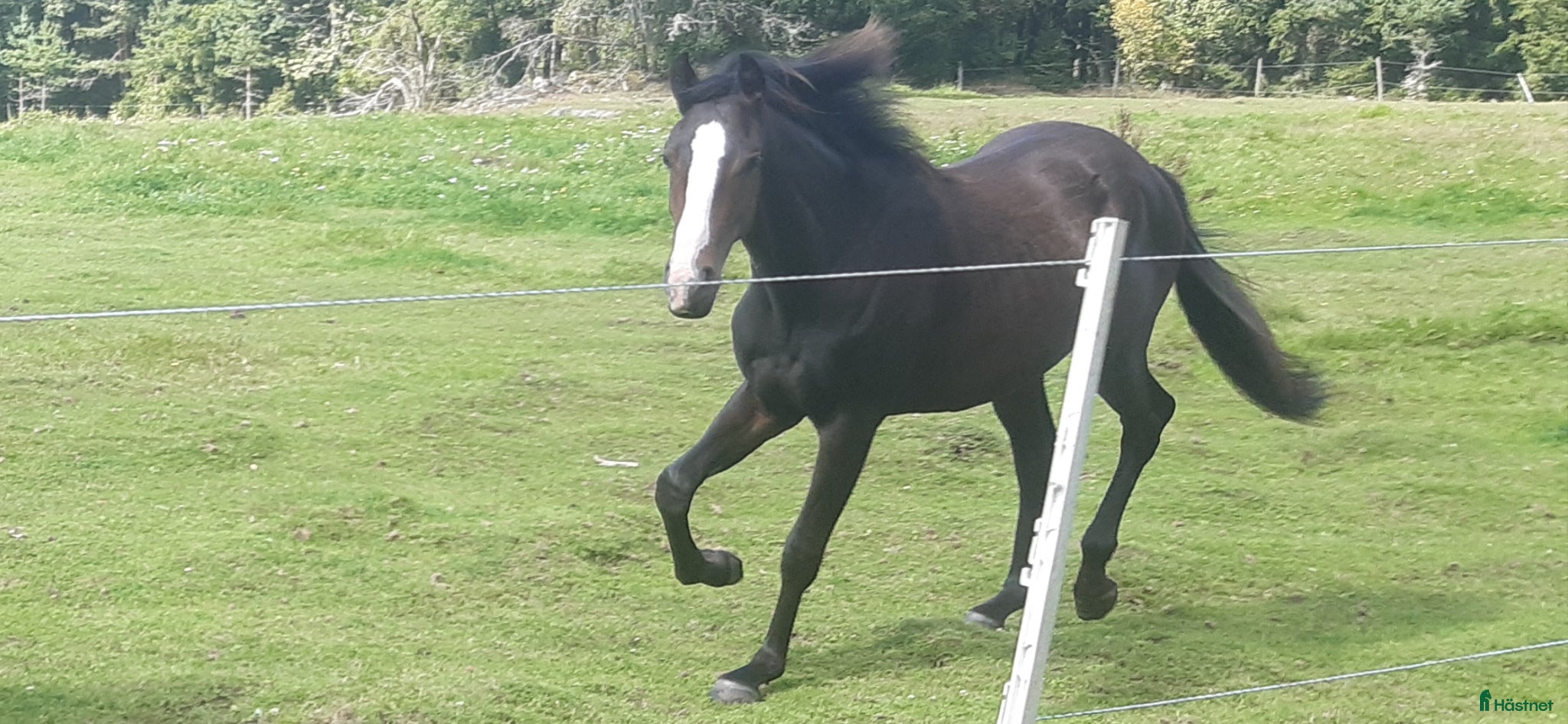  hästar Sto för framtiden - Annons 17