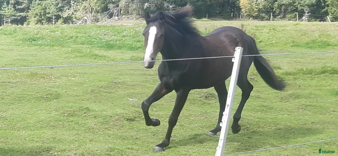 Allround hästar till salu: Sto för framtiden - Annons 1