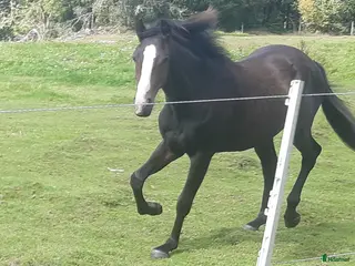 hästar Sto för framtiden - Annons 17